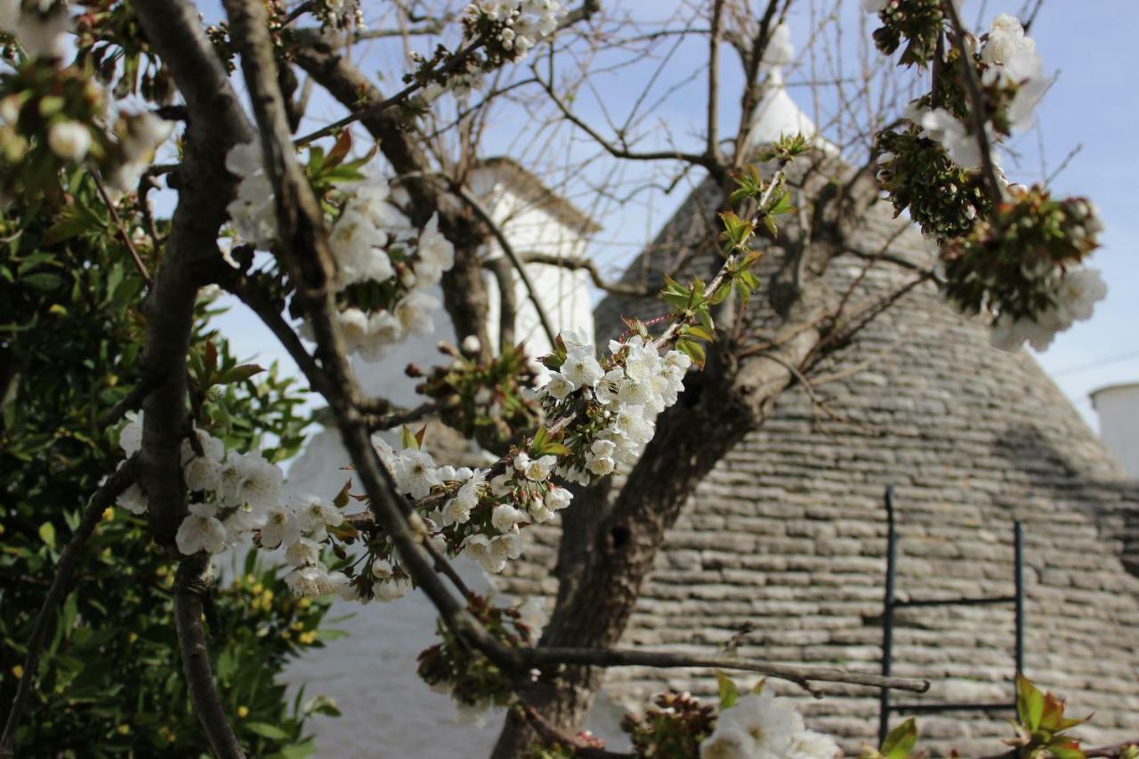 Trullo "Vicolo Fiorito" Villa Alberobello Dış mekan fotoğraf